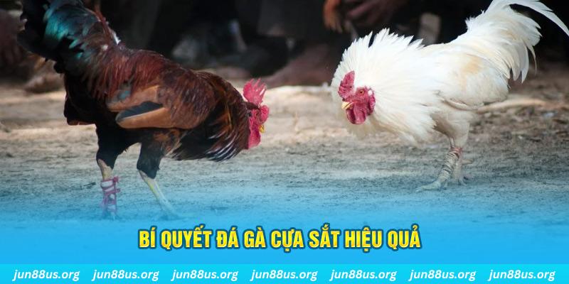 Đá Gà Cựa Sắt - Khám Phá Những Trận Tranh Tài Kịch Tính 8 Bí quyết tham gia thi đấu, trải nghiệm bộ môn hiệu quả